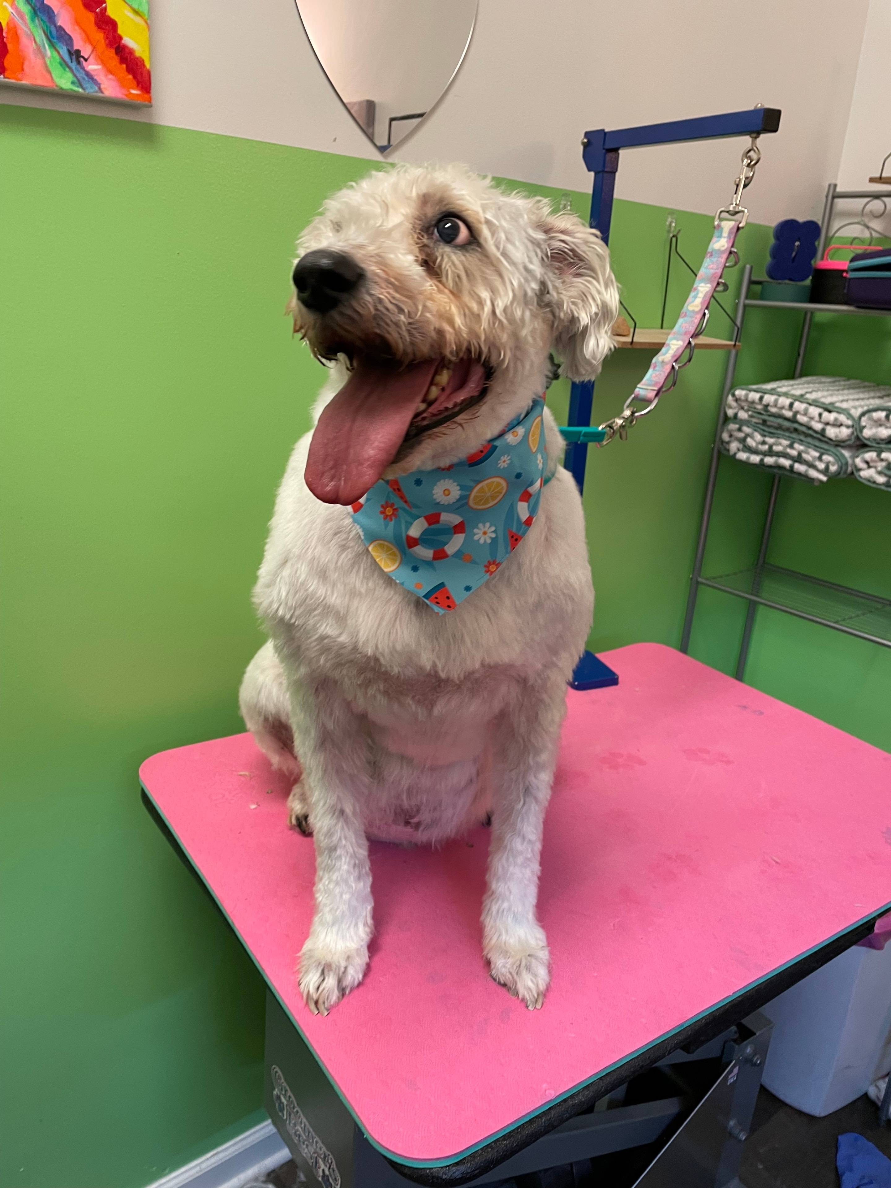 Bacon, a special case client dog, freshly groomed at Oodlepaloodles