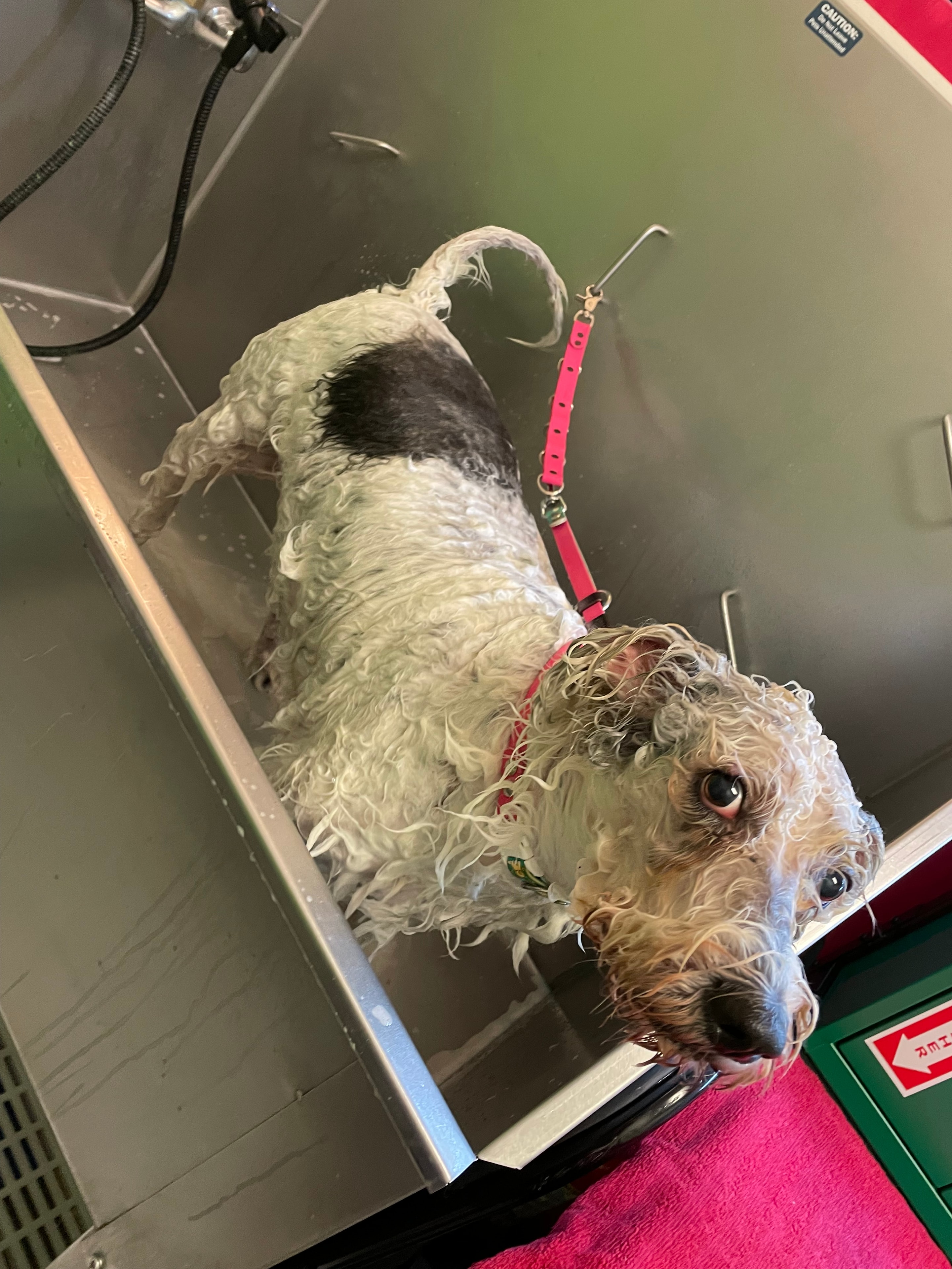 Bacon during a therapeutic soak treatment at Oodlepaloodles
