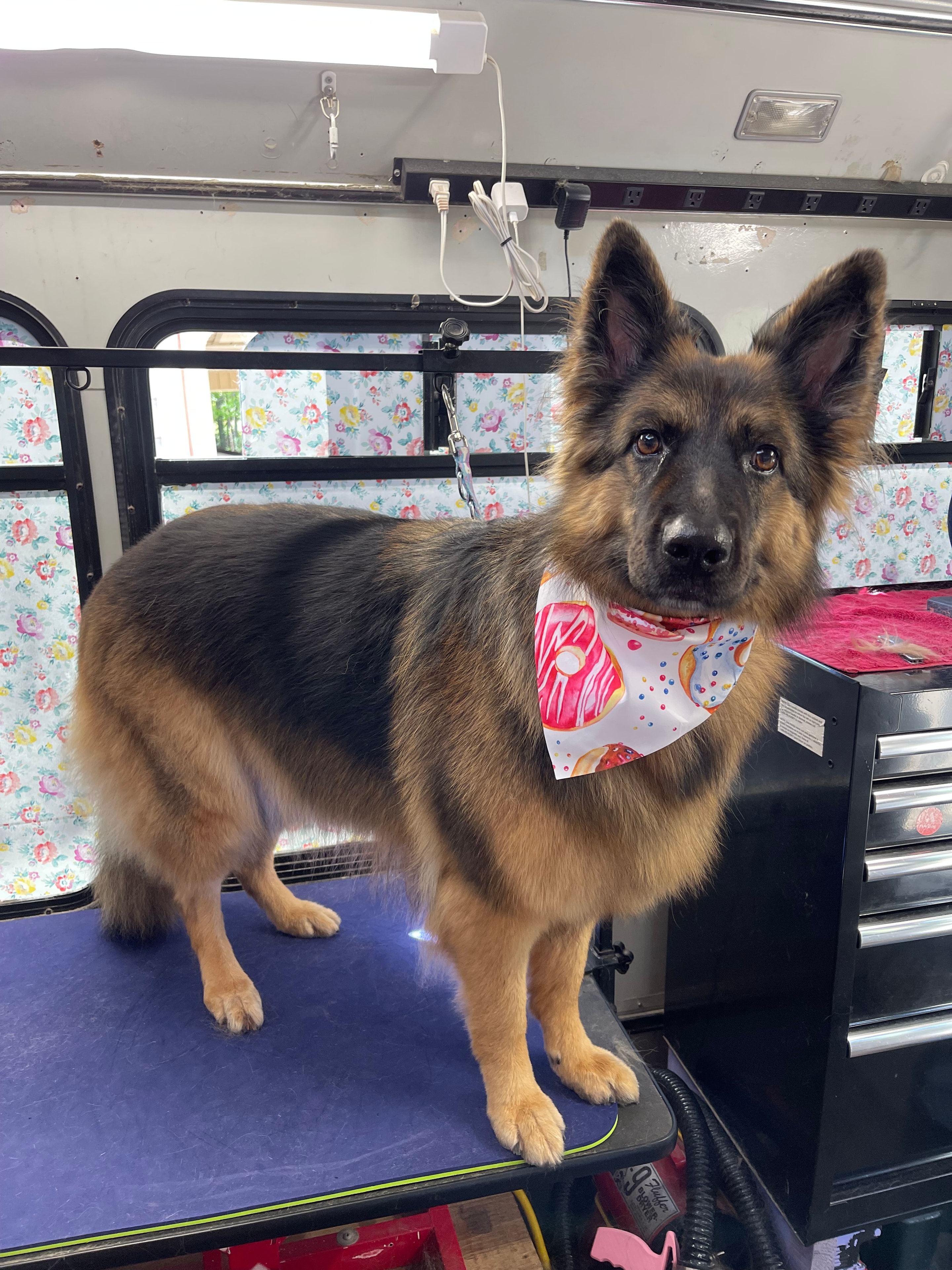 German Shepherd puppy groomed with a donut bandana at Oodlepaloodles