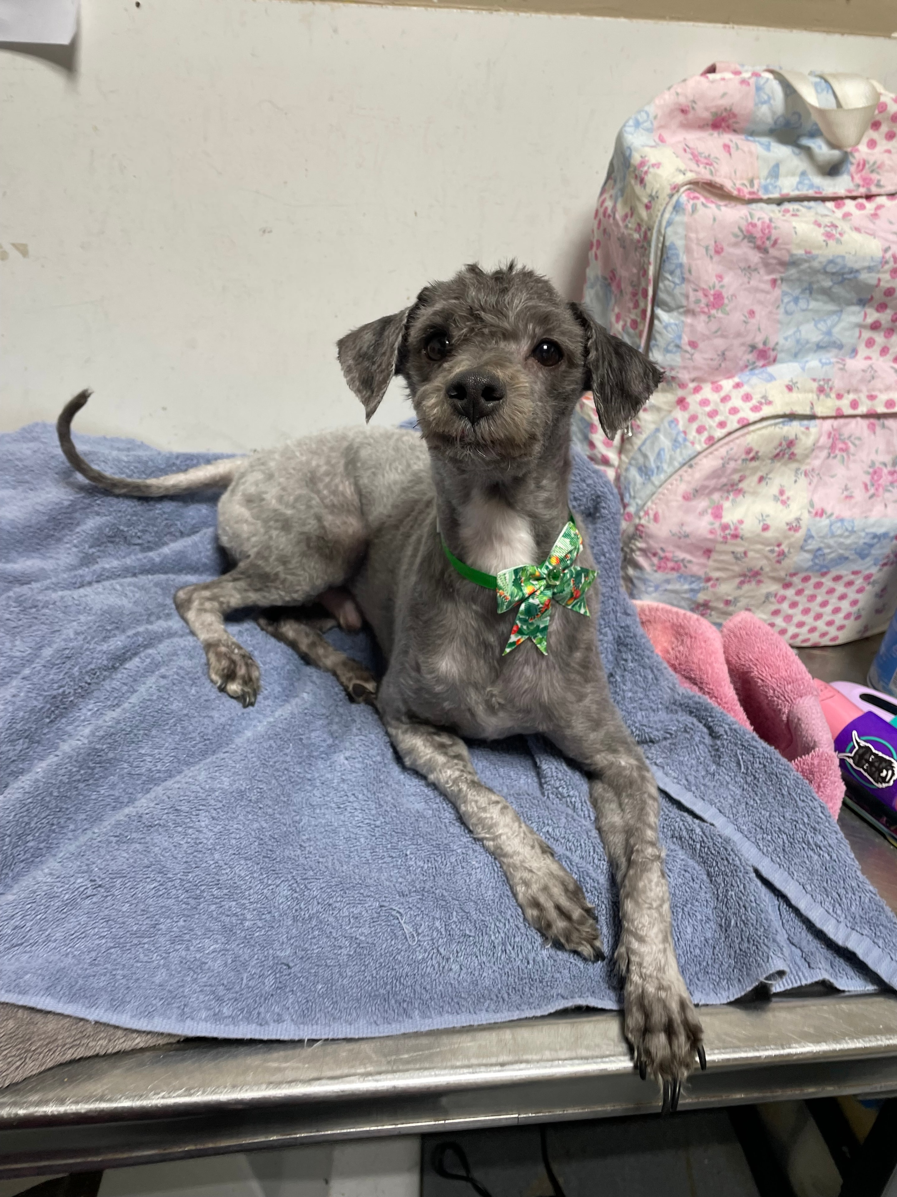 Maximus after his groom — clean, happy, and transformed by Oodlepaloodles