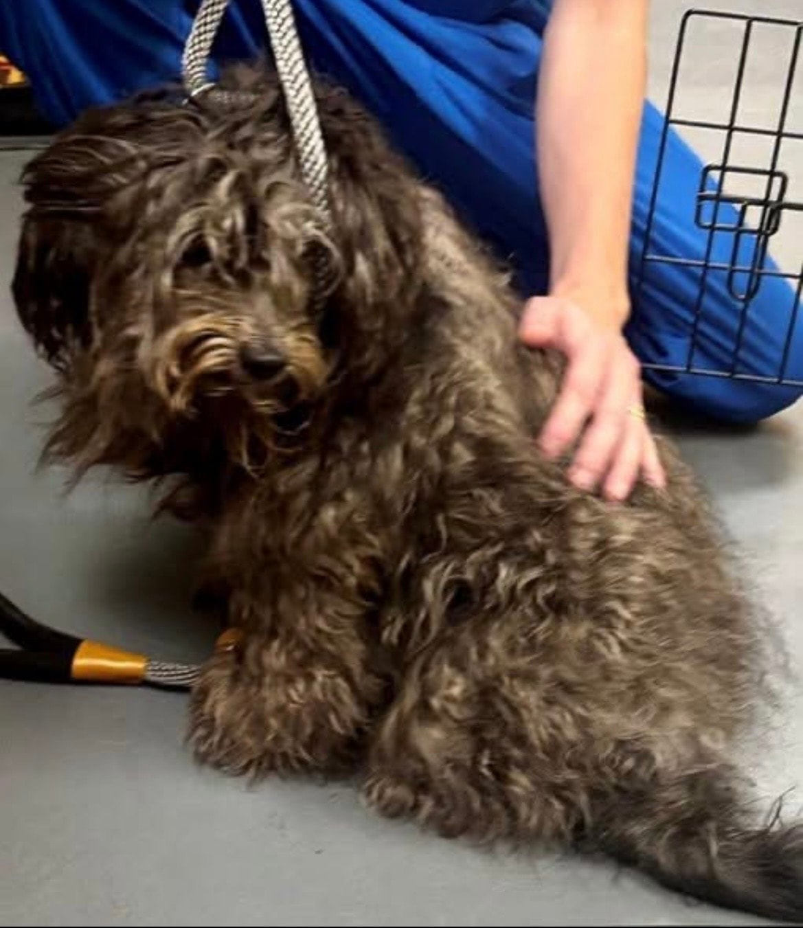 Maximus before his groom — matted and overgrown shelter dog at Paulding County Animal Control